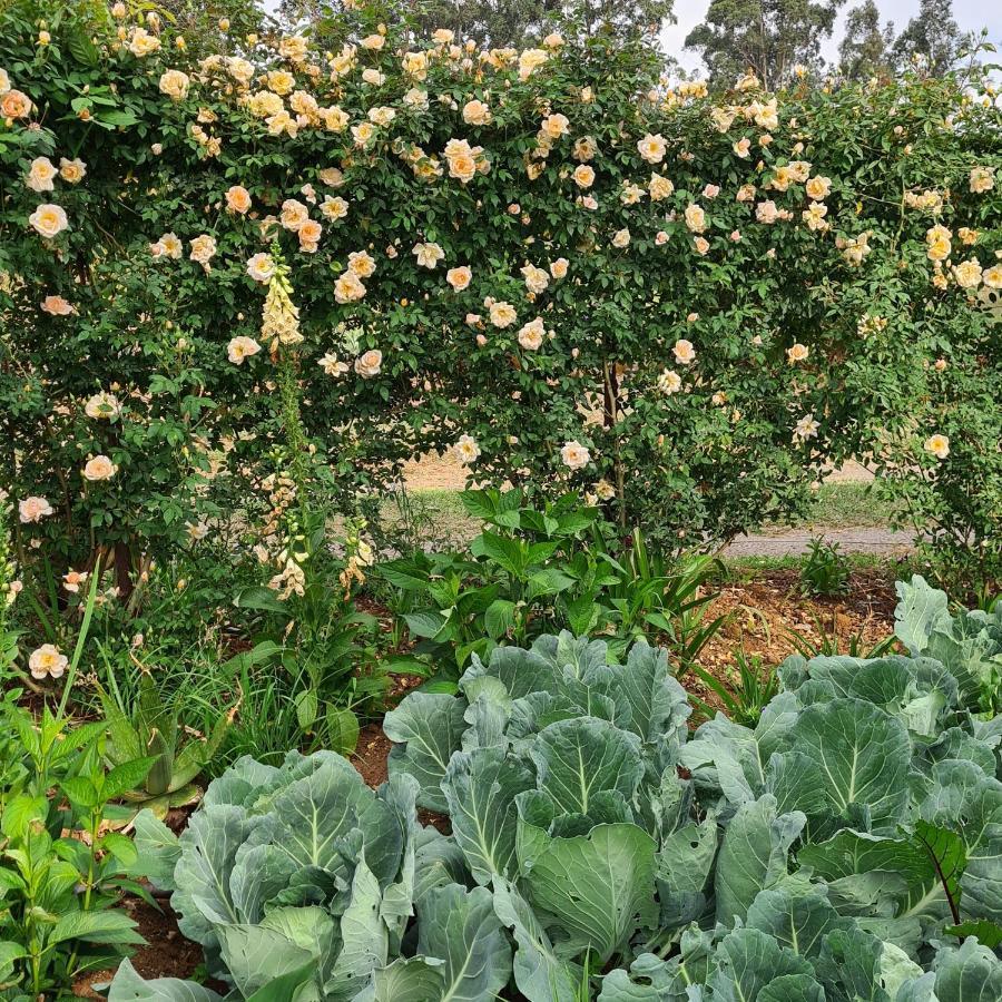 Piccadilly Farm Cottages Lions River ภายนอก รูปภาพ